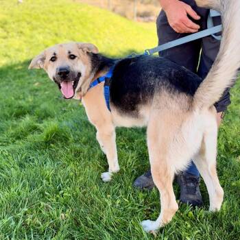 Zuko -  Shepherd and Anatolian Shepherd Dog for Adoption in Glenwood Springs, Colorado - Zuko | PetCurious