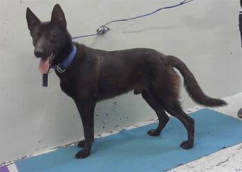 German Shepherd Dog and Mixed Breed Dogs Available for Adoption in Houston, Texas - HORONGO | PetCurious