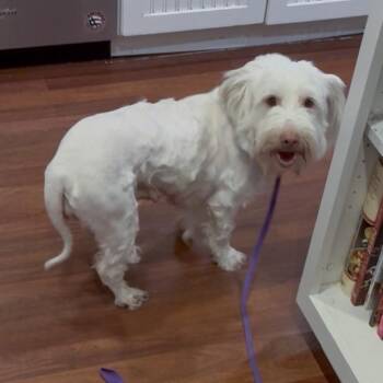 Dolly - Costa Mesa Location *By Appointment* -  Miniature Poodle and Maltese Dog for Adoption in Chino Hills, California - Dolly - Costa Mesa Location *By Appointment* | PetCurious