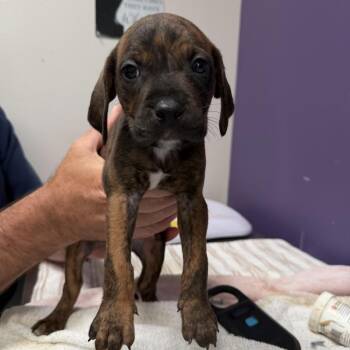 Wilder -  Mixed Breed Dog for Adoption in Englewood, Florida - Wilder | PetCurious