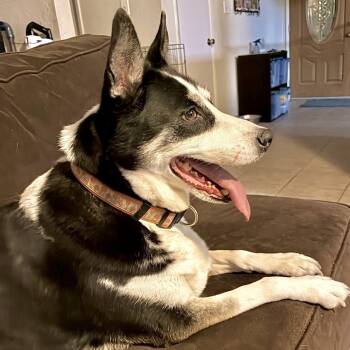 Rescue Border Collie and Husky Dogs for Adoption in Richmond, California - HINA | PetCurious