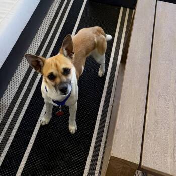 Chihuahua and Mixed Breed Dogs Available for Adoption in Olathe, Kansas - Tuffy | PetCurious