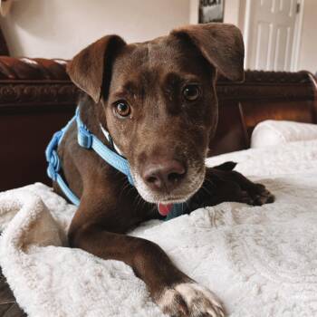 Arizona -  Labrador Retriever Dog for Adoption in Columbia, South Carolina - Arizona | PetCurious