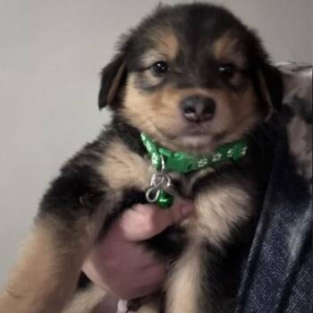 Magnus -  Mixed Breed Dog for Adoption in Buffalo, Minnesota - Magnus | PetCurious