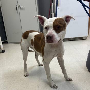 Bessie -  Pit Bull Terrier Dog for Adoption in Milford, Iowa - Bessie | PetCurious