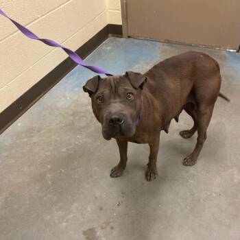 Mixed Breed Dogs Available for Adoption - Princess Bubblegum | PetCurious