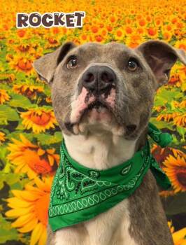 Rocket -  Mixed Breed Dog for Adoption in Flint, Michigan - Rocket | PetCurious