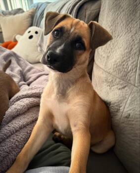 Rescue Pit Bull Terrier and Shepherd Dogs for Adoption in Detroit, Michigan - Grandpa & Grandma Litter | PetCurious