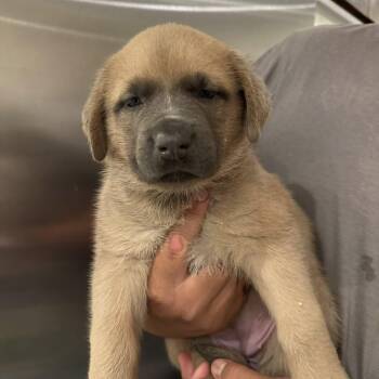 Mastiff and Australian Cattle Dog Blue Heeler Dogs Available for Adoption in Agua Dulce, California - Red | PetCurious