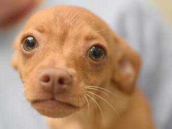 Chihuahua and Mixed Breed Dogs Available for Adoption in Portland, Oregon - Barbie | PetCurious