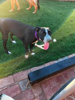Piper -  Cattle Dog and American Staffordshire Terrier Dog for Adoption in Lafayette, California - Piper | PetCurious