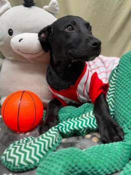 Jet -  Black Labrador Retriever and American Staffordshire Terrier Dog for Adoption in Munfordville, Kentucky - Jet | PetCurious