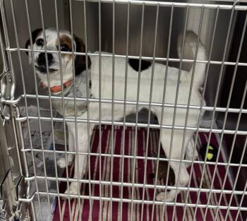 Beagle and Labrador Retriever Dogs Available for Adoption in Saint Clairsville, Ohio - Layla | PetCurious