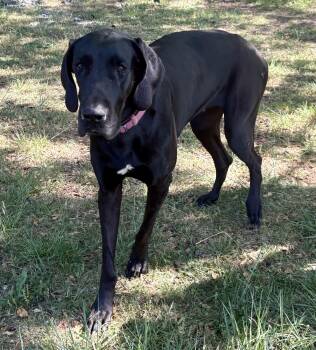 Great Dane and Black Labrador Retriever Dogs Available for Adoption in Williamston, South Carolina - Abby | PetCurious