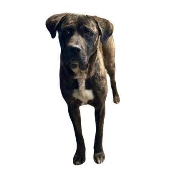 Mastiff Dogs Available for Adoption in Red Bluff, California - Kent | PetCurious