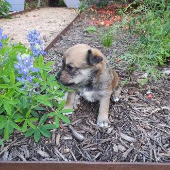 Chihuahua and Terrier Dogs Available for Adoption in Austin, Texas - Clem | PetCurious