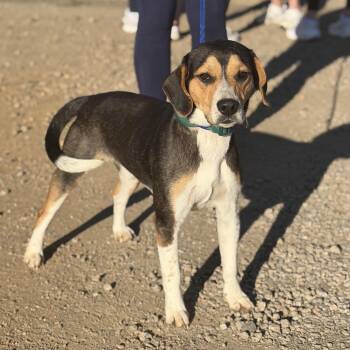 Beagle Dogs Available for Adoption - Buster | PetCurious