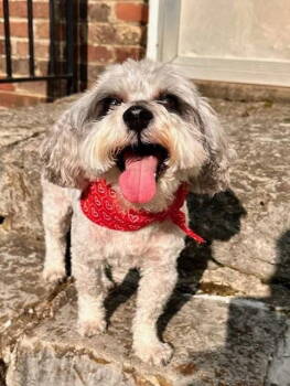 Rescue Schnauzer Dogs for Adoption in Nashville, Tennessee - Zoey Dee | PetCurious