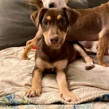 Buffy -  Shepherd Dog for Adoption in Antioch, California - Buffy | PetCurious