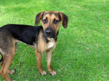 ARIA -  German Shepherd Dog and Mixed Breed Dog for Adoption in Fort Lauderdale, Florida - ARIA | PetCurious