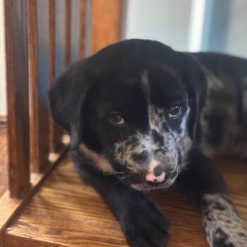 Catahoula Leopard Dog and Pit Bull Terrier Dogs Available for Adoption in Falls Church, Virginia - Spotty Dotty Pup: Scarecrow | PetCurious