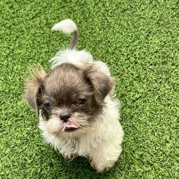 Shih Tzu Dogs Available for Adoption in Loxahatchee Groves, Florida - Biff 0536 AKA Sir | PetCurious