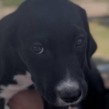 Brinley -  Golden Retriever and Pit Bull Terrier Dog for Adoption in Midland, Texas - Brinley | PetCurious