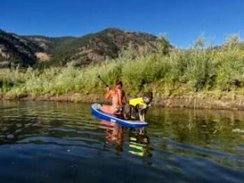 Rescue American Staffordshire Terrier and American Bulldog Dogs for Adoption in Polson, Montana - Tyke - Courtesy Listing See Info | PetCurious