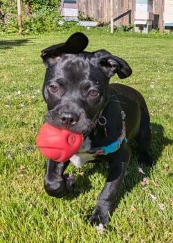 Pudge -  Pit Bull Terrier and Boxer Dog for Adoption - Pudge | PetCurious