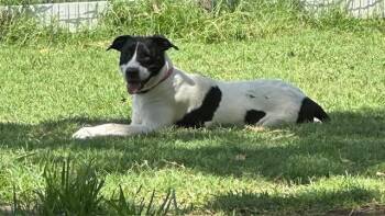 Tear Drop -  Labrador Retriever Dog for Adoption in Joshua, Texas - Tear Drop | PetCurious