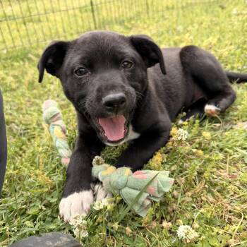 Australian Cattle Dog Blue Heeler and Labrador Retriever Dogs Available for Adoption - Rory  | PetCurious