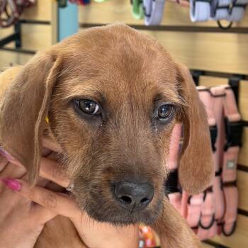 Poppy -  Hound Dog for Adoption in Columbus, Georgia - Poppy | PetCurious