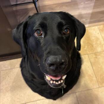 Noura -  Black Labrador Retriever Dog for Adoption in San Diego, California - Noura | PetCurious