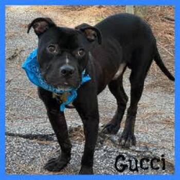Gucci -  Pit Bull Terrier Dog for Adoption in Shillington, Pennsylvania - Gucci | PetCurious