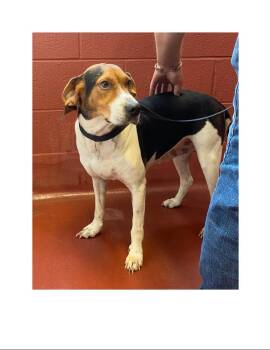 Rescue Treeing Walker Coonhound and Beagle Dogs for Adoption in Westminster, Maryland - Rosa | PetCurious