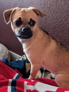 Pug and Chihuahua Dogs Available for Adoption - Stuart | PetCurious