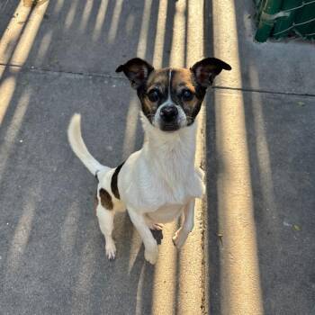 Terrier Dogs Available for Adoption in Los Angeles, California - Canelo | PetCurious