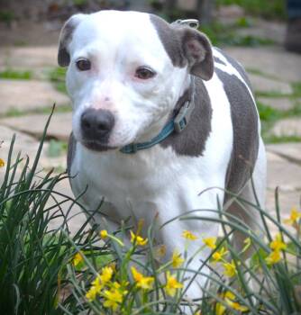 Rescue Pit Bull Terrier and Labrador Retriever Dogs for Adoption in Glencoe, Alabama - Phoebe | PetCurious