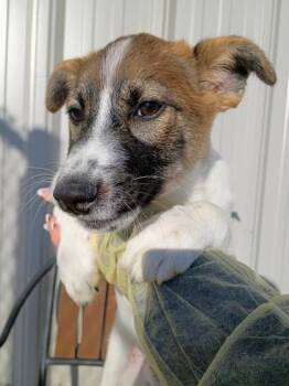 Australian Shepherd and Mixed Breed Dogs Available for Adoption - Joey | PetCurious