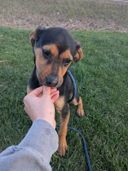 Joey Jo -  Mixed Breed Dog Available for Adoption in Vaudreuil-dorion, Quebec - Joey Jo | PetCurious