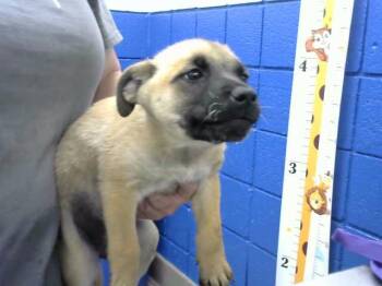 FIG -  German Shepherd Dog and Mixed Breed Dog for Adoption in Albuquerque, New Mexico - FIG | PetCurious