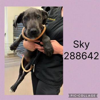 Cane Corso and Giant Schnauzer Dogs Available for Adoption in Macon, Georgia - SKY | PetCurious