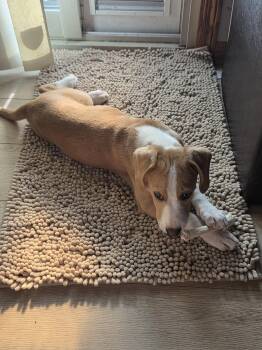 Cricket -  Beagle Dog for Adoption in Brooklyn Center, Minnesota - Cricket | PetCurious