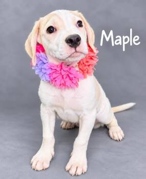 Maple -  Beagle Dog for Adoption in Lucas, Texas - Maple | PetCurious