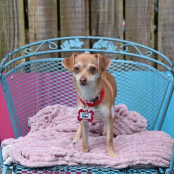 Chihuahua Dogs Available for Adoption - Pino | PetCurious