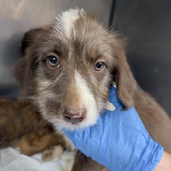 LimeLight -  Poodle and Mixed Breed Dog for Adoption in Birmingham, Alabama - LimeLight | PetCurious