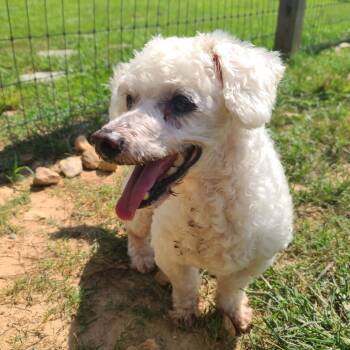 Rescue Poodle Dogs for Adoption in Houston, Texas - Milo West | PetCurious