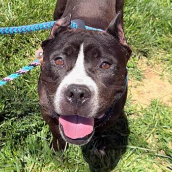 Cane Corso Dogs Available for Adoption in St. Louis, Missouri - Errol | PetCurious