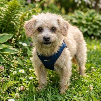 Elton John -  Terrier Dog for Adoption in Las Vegas, Nevada - Elton John | PetCurious