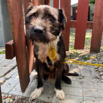 DOUGIE -  Scottish Terrier and Mixed Breed Dog for Adoption in Indianapolis, Indiana - DOUGIE | PetCurious